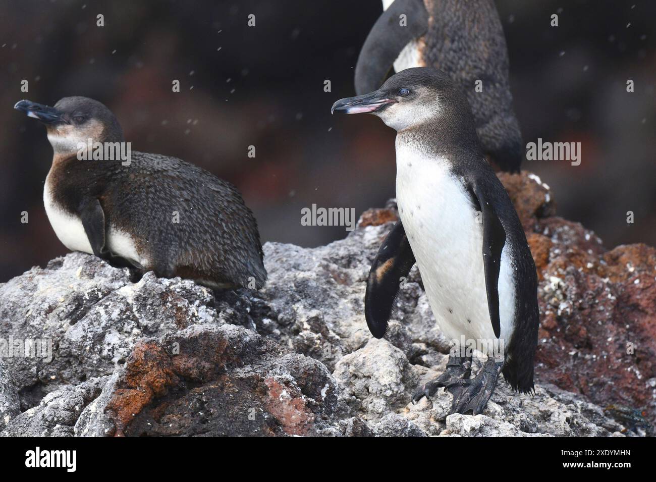 Manchot des Galapagos (Spheniscus mendiculus), les manchots des Galapagos sont assis sur les rochers côtiers, Équateur, îles Galapagos, Isabela Banque D'Images