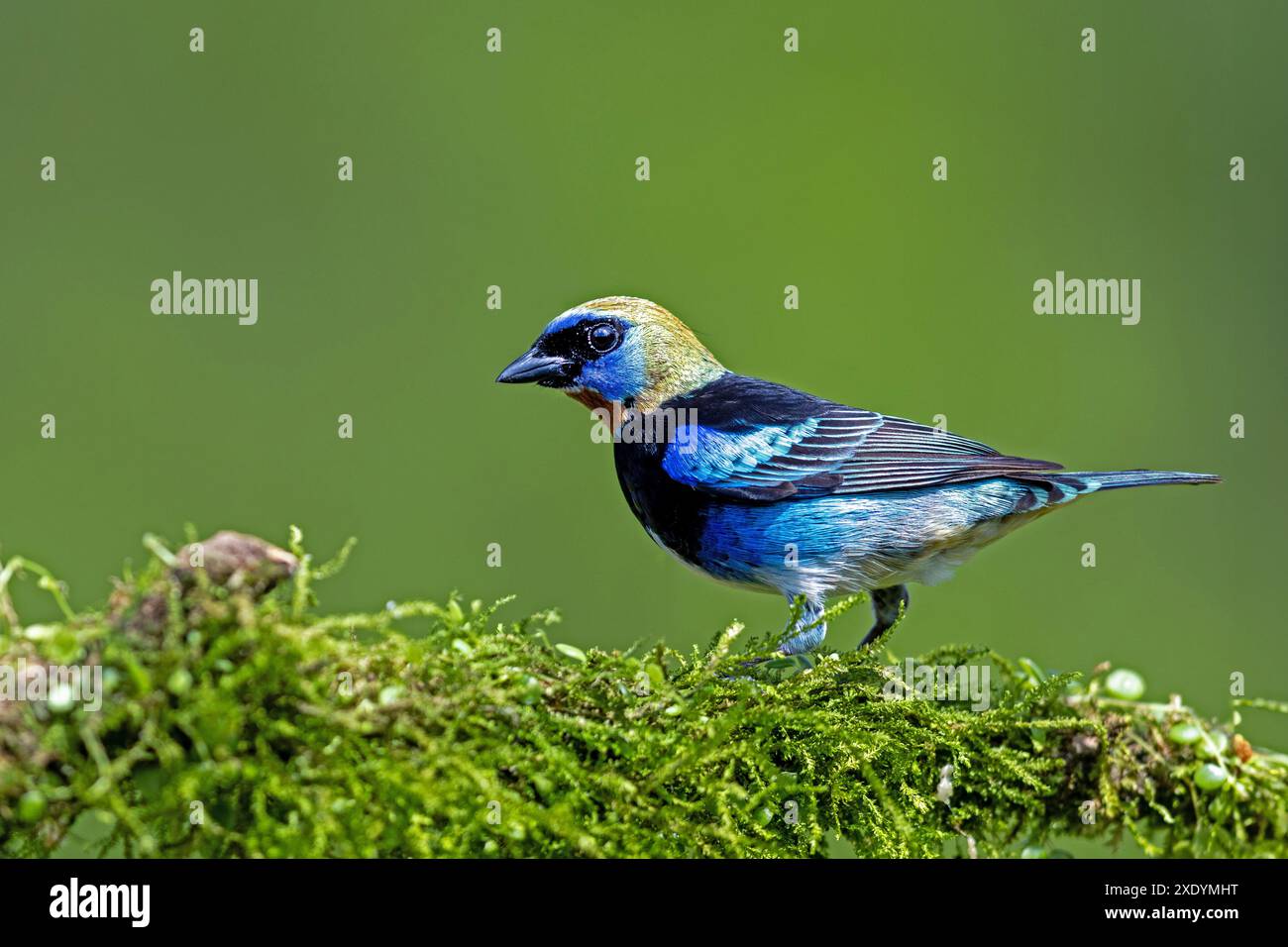 Tanager à masque doré, tanager à capuchon doré (Stilpnia larvata, Tangara larvata), est assis sur une branche moussue, Costa Rica, Boca Tapada Banque D'Images