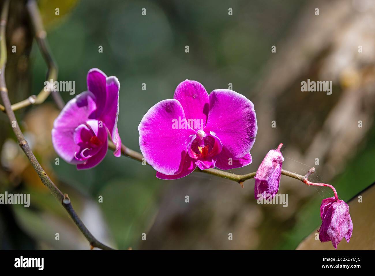 Phalaenopsis d'Aphrodite (Phalaenopsis aphrodite), avec des fleurs violettes, Costa Rica, San José Banque D'Images