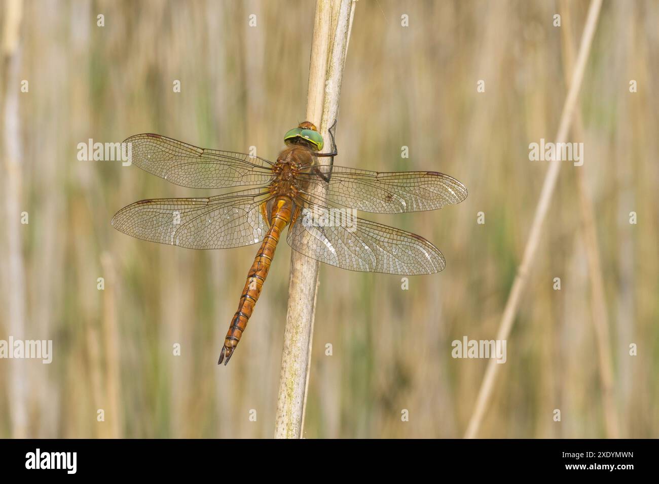 Norfolk aeshna, faucheur de Norfolk (Aeshna isoceles), à une tige de plante séchée, vue dorsale, Allemagne Banque D'Images