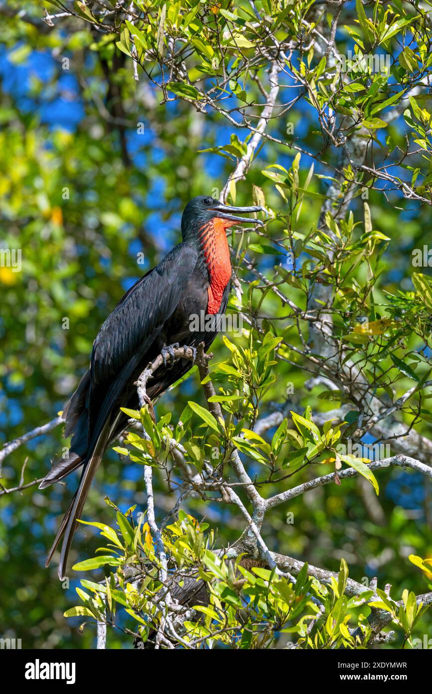 Magnifique frégate (Fregata magnificens), mâle assis dans un mangrove à Rio Tarcoles, Costa Rica, Tarcoles Banque D'Images