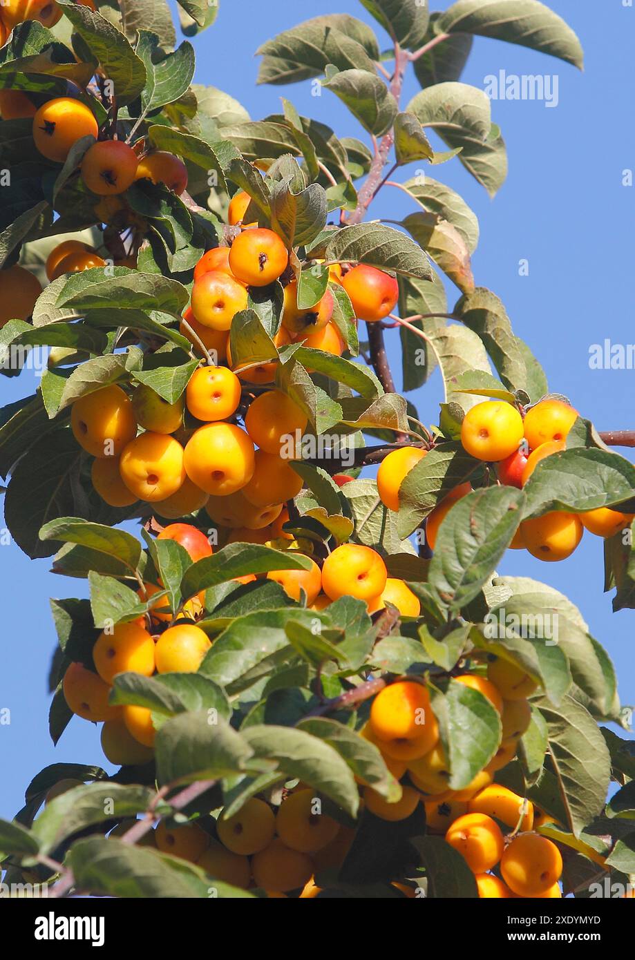 Pommier ornemental (Malus 'Golden Hornet', Malus Golden Hornet), avec des fruits Banque D'Images