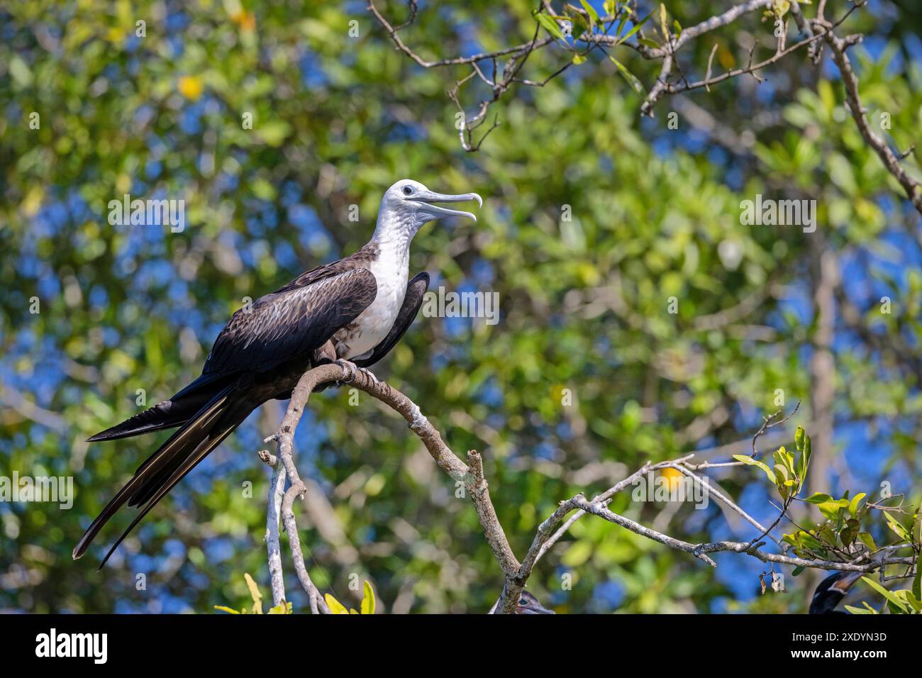 Magnifique frégate (Fregata magnificens), en plumage juvénile, assis dans une mangrove sur le Rio Tarcoles, Costa Rica, Tarcoles Banque D'Images