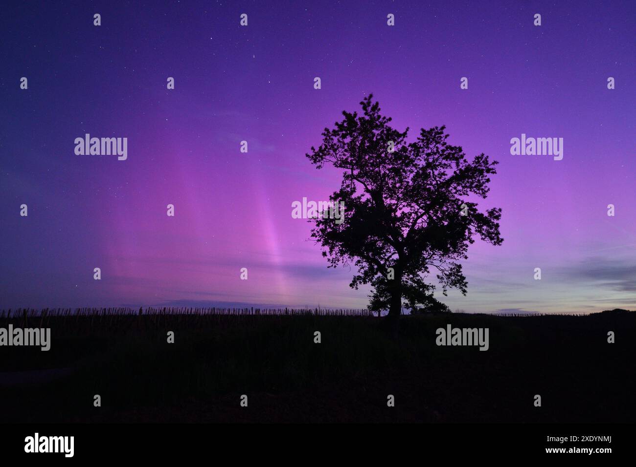 Lumières polaires au-dessus d'un vignoble, France, Bretagne, Erquy Banque D'Images