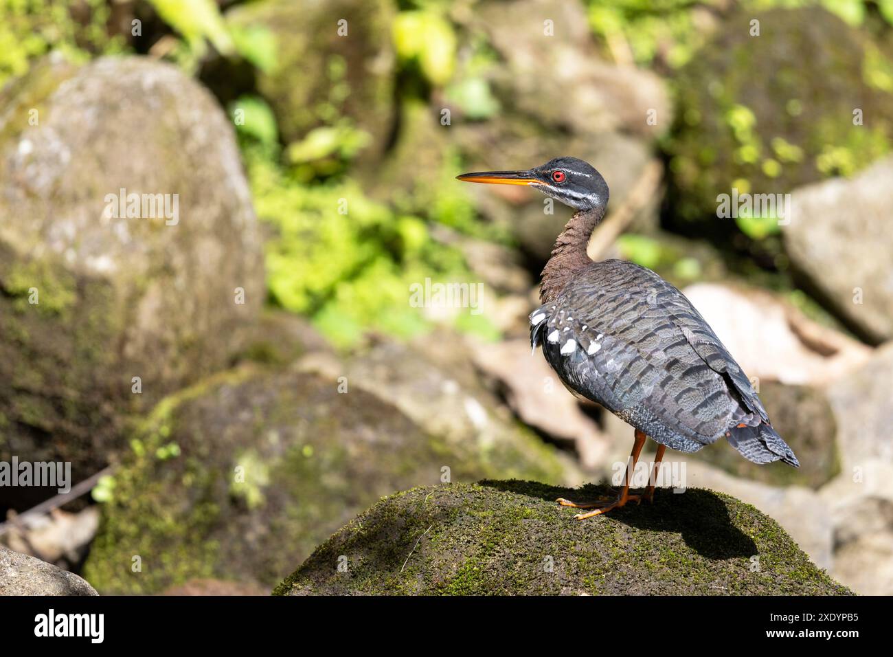 Sun-bittern, Sunbittern (Eurypyga helias), se dresse sur une pierre dans un ruisseau de montagne, Costa Rica, la Fortuna Banque D'Images