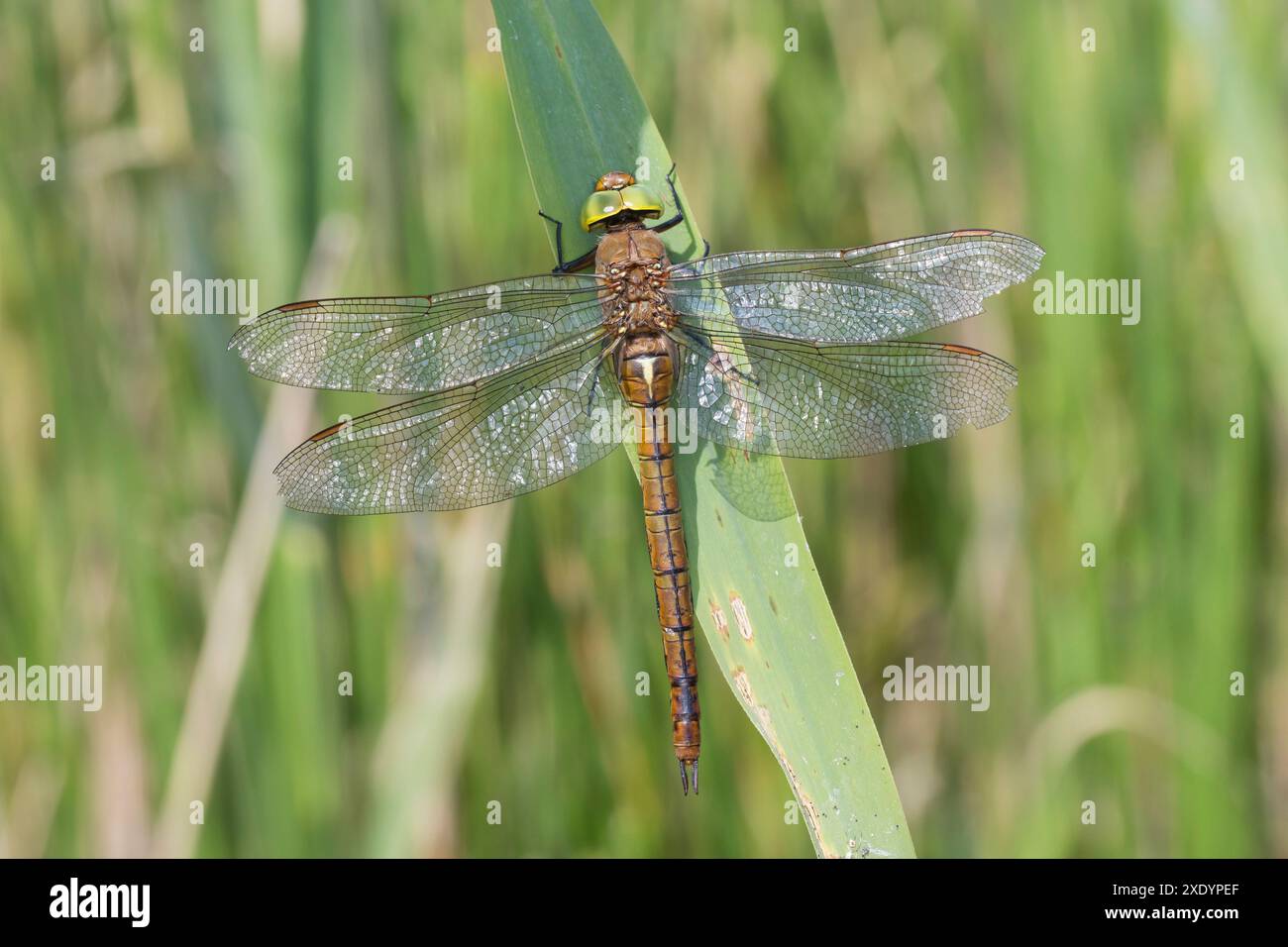Norfolk aeshna, faucheur de Norfolk (Aeshna isocèles), à un brin d'herbe, vue dorsale, Allemagne Banque D'Images