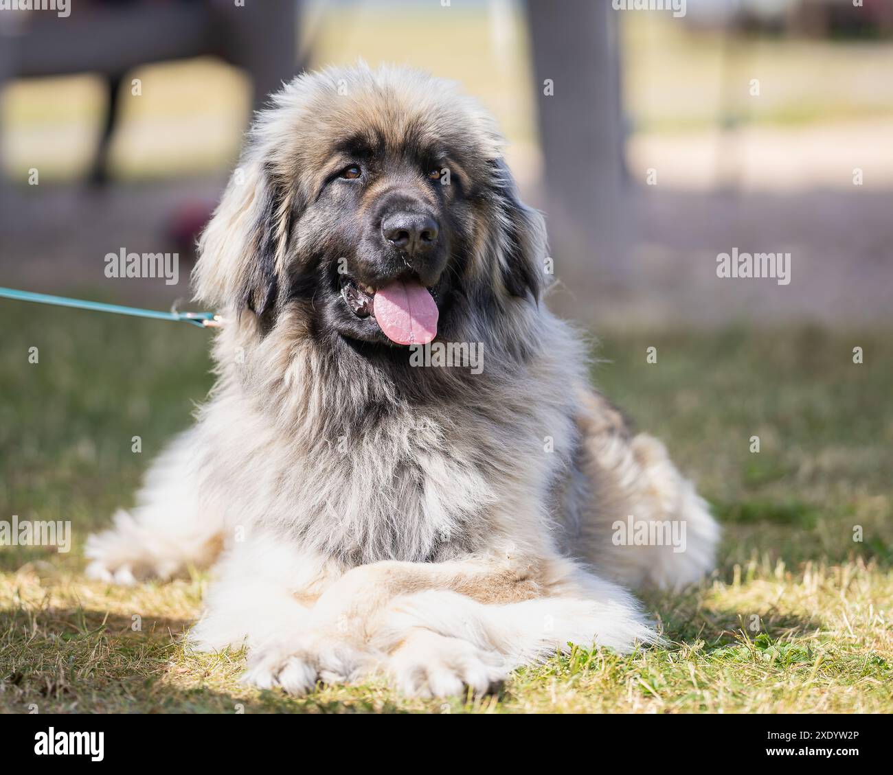 Chien Leonberger de race pure photographié à l'extérieur par une journée d'été ensoleillée. Portrait d'un chien de race géante Leonberger de couleur sable. Banque D'Images