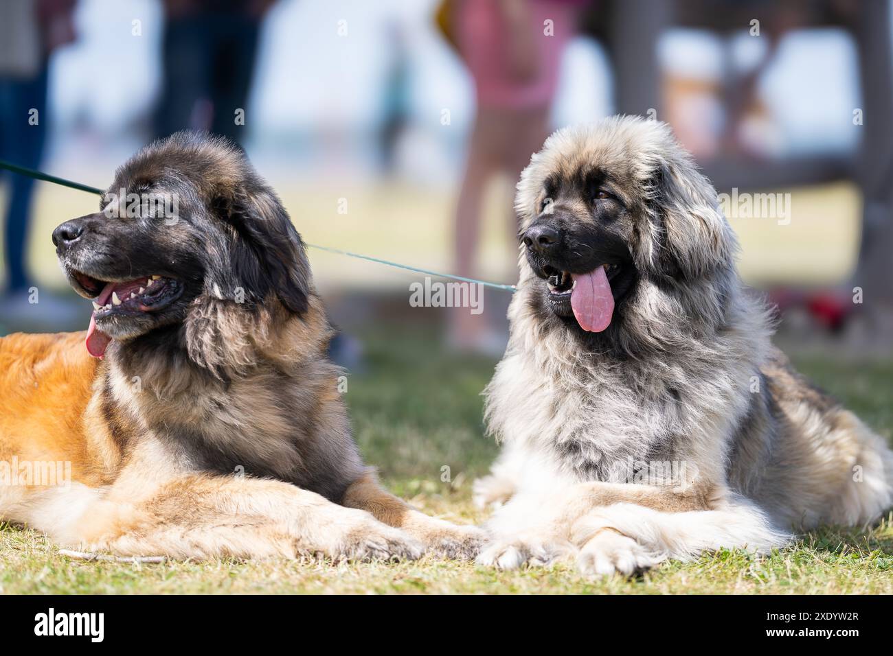 Couple Leonberg allongé sur du gras. Chiens de la race Leonberger couchés dans un pré. Banque D'Images