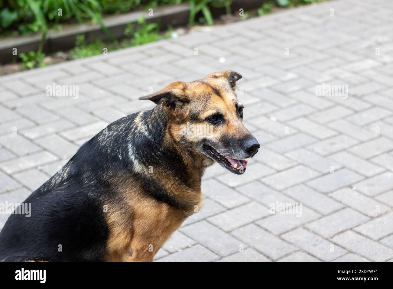 Un chien brun et noir est assis sur un trottoir de briques à côté de quelques plantes, probablement un animal domestique de la famille des Canidae. Il peut appartenir à un troupeau Banque D'Images