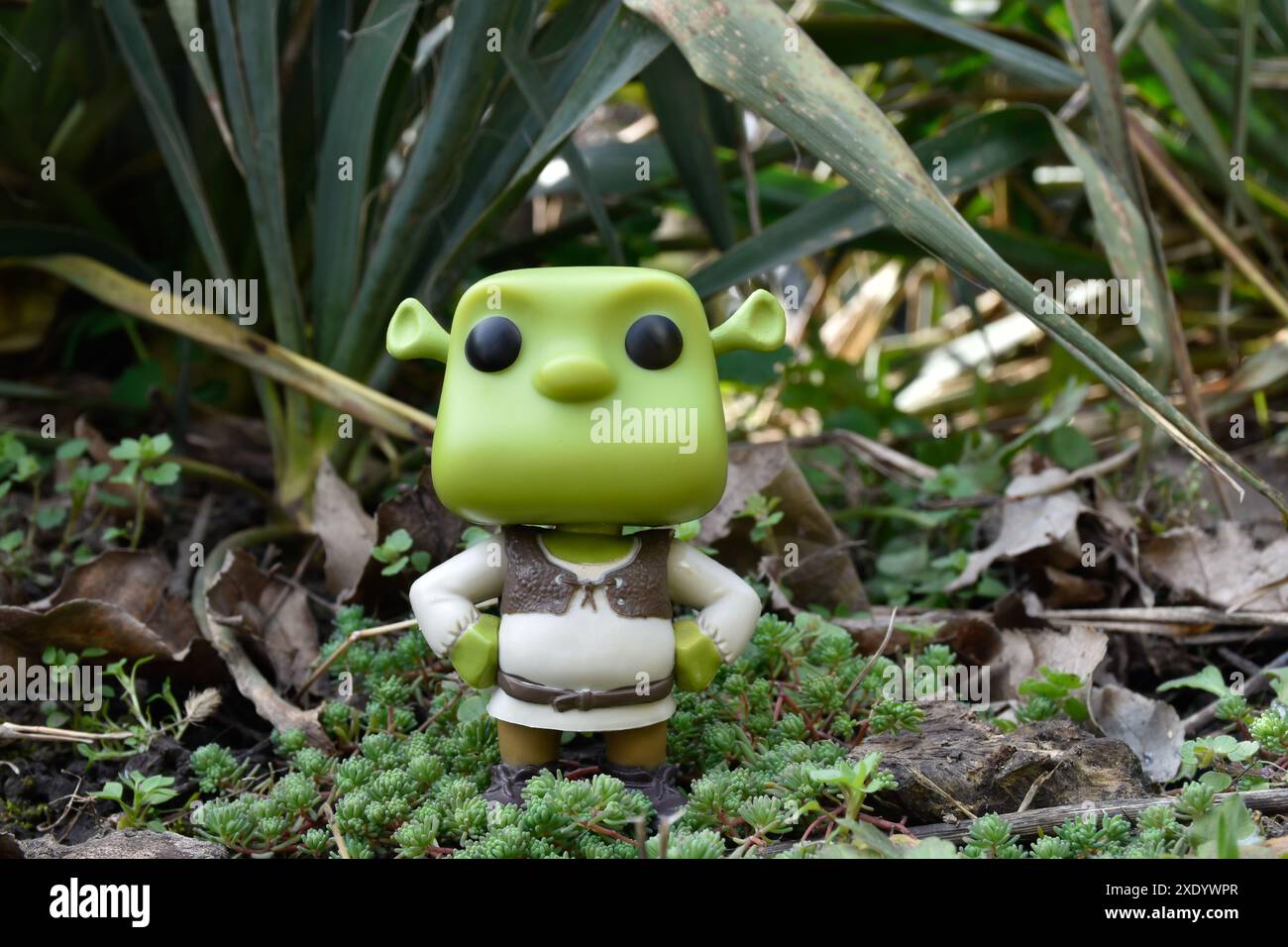 Funko Pop figurine d'action de personnage fictif ogre Shrek du film d'animation populaire. Forêt fabuleuse, marais, mousse verte, plantes, herbe. Banque D'Images