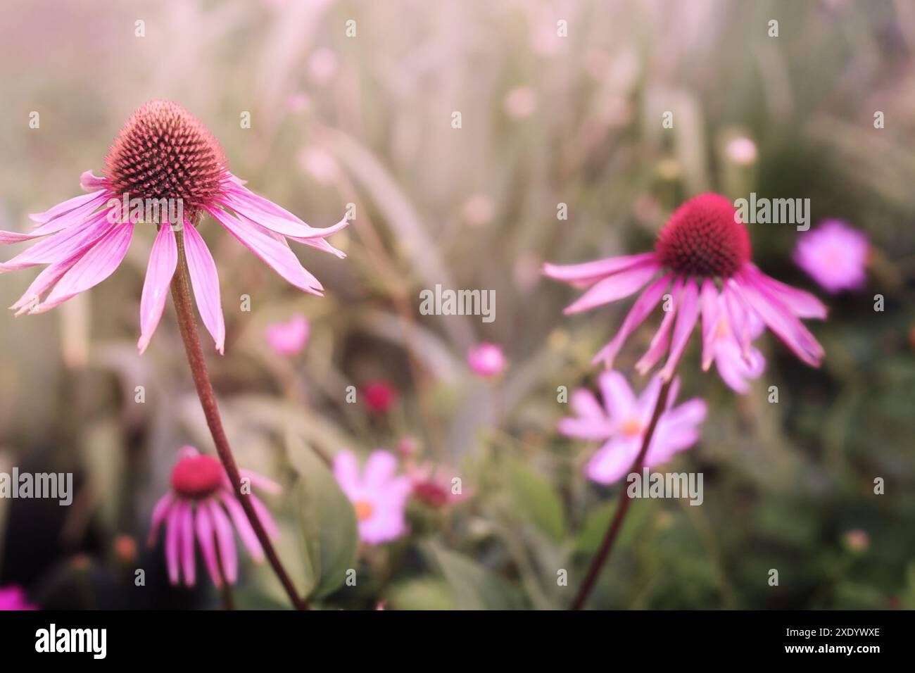 Echinacea purpurea Banque D'Images