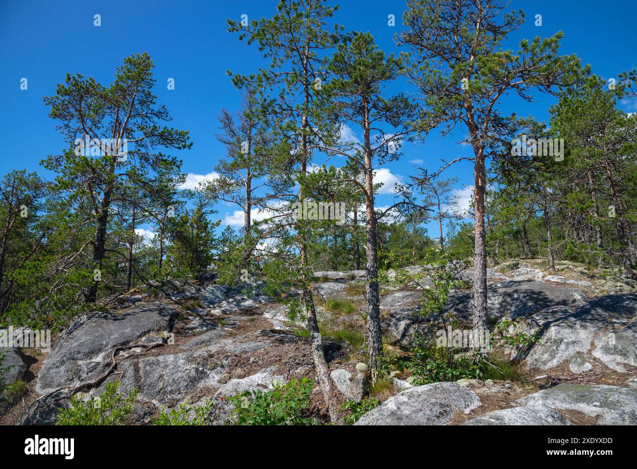 Conifères sur les rochers de l'île de Koyonsaari, Carélie, Russie Banque D'Images