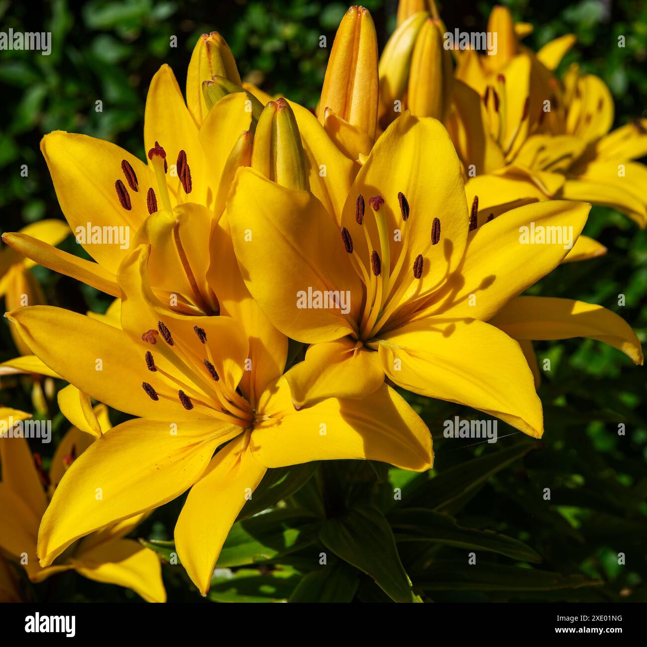 Les lis accueillants fleurissent après des mois de temps froid et humide Banque D'Images