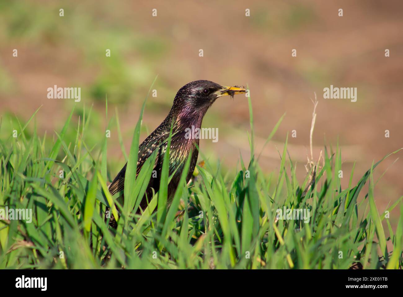 Une étoile dans l'herbe avec des insectes dans son bec. Un oiseau à la recherche de nourriture dans la nature. Banque D'Images