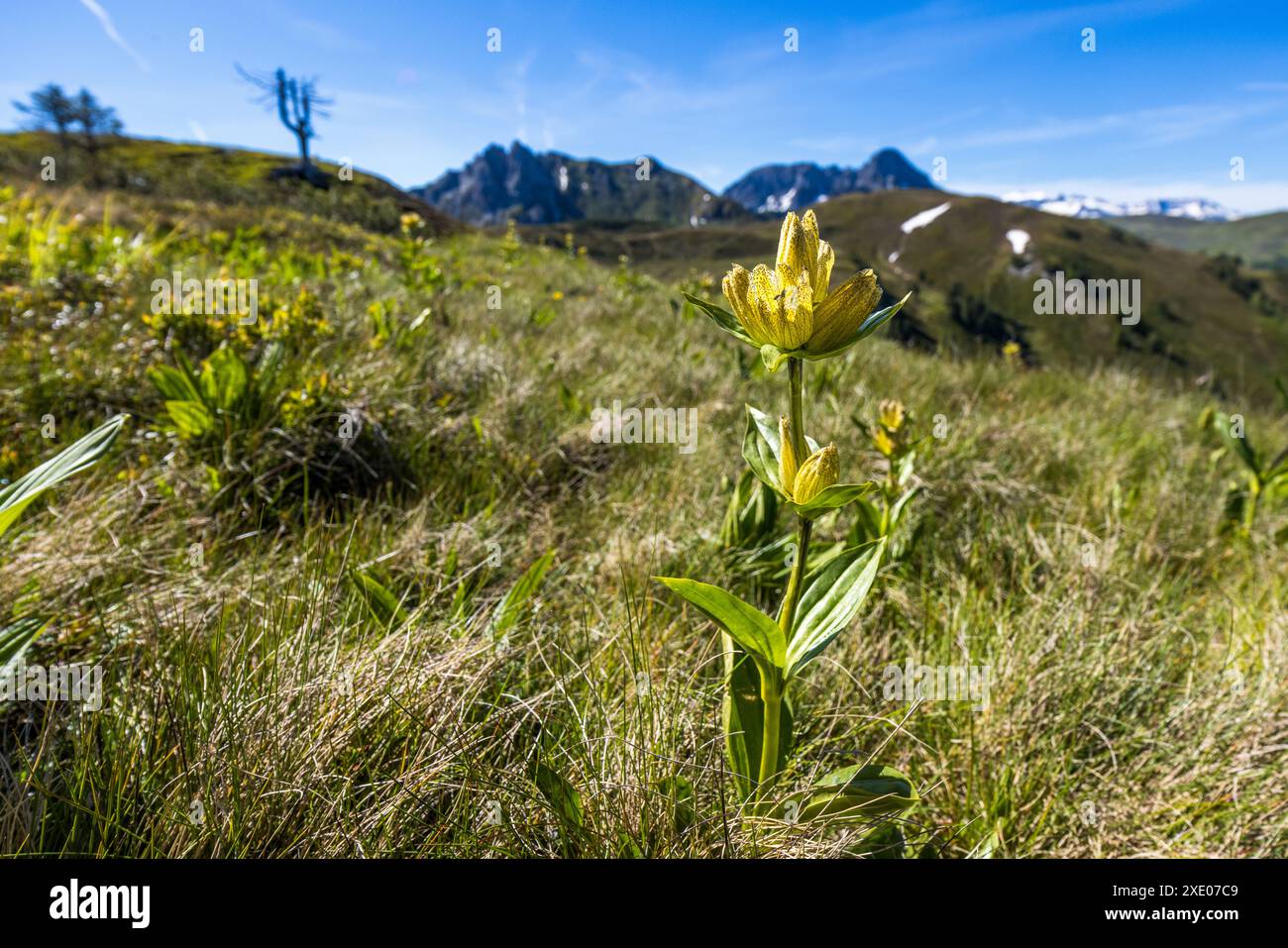 Une gentiane tachetée (Gentiana punctata) fleurit sur l'Almenweg dans la vallée de Großarl, Salzbourg, Autriche, avec la silhouette d'un pin cembro suisse mort en arrière-plan. Des sommets escarpés, partiellement enneigés, bordent l'horizon. Banque D'Images