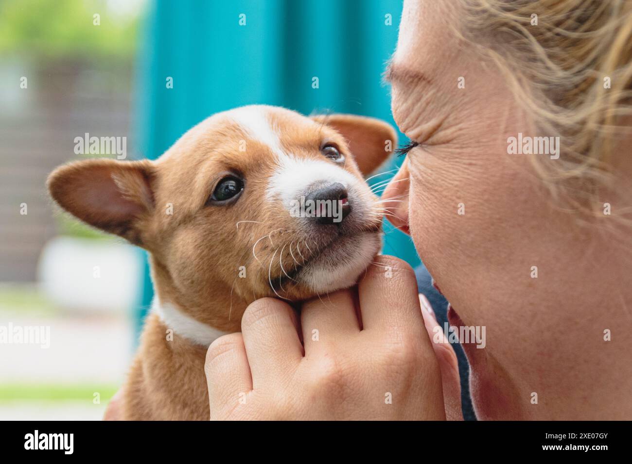 Chiot basenji mignon dans les mains de la jeune femme Banque D'Images