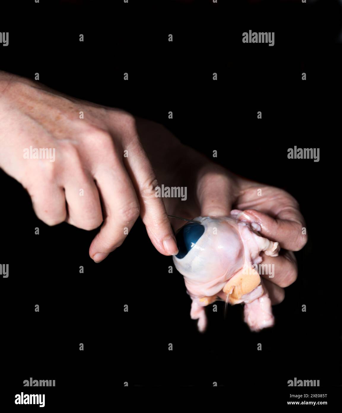 La personne dissèque l'œil de la vache - démembrer et disséquer l'œil de l'animal Banque D'Images