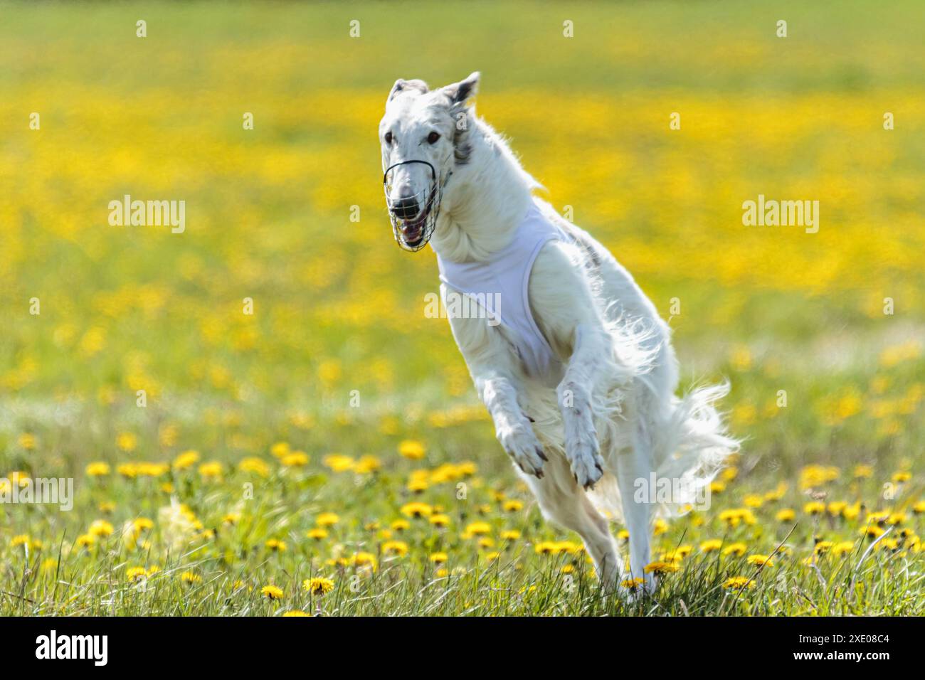 Chien Borzoi soulevé du sol lors de la compétition de course de chien courant directement dans la caméra Banque D'Images