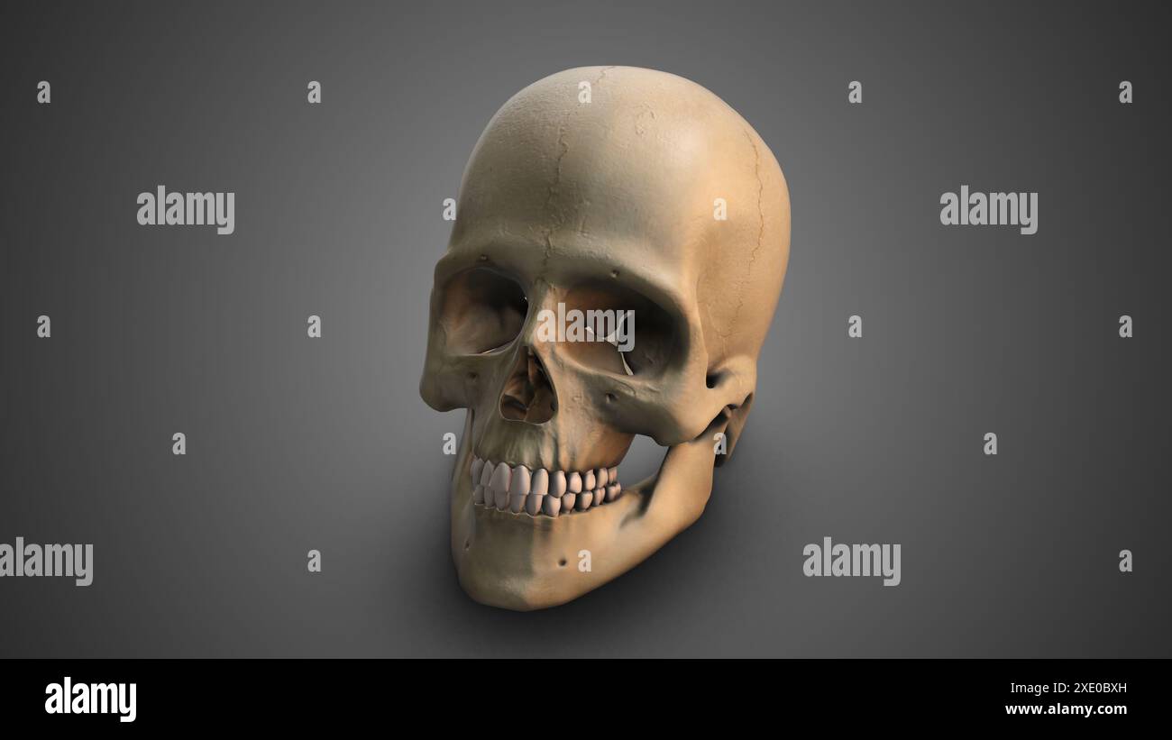 Un crâne avec mâchoire cassée Banque D'Images