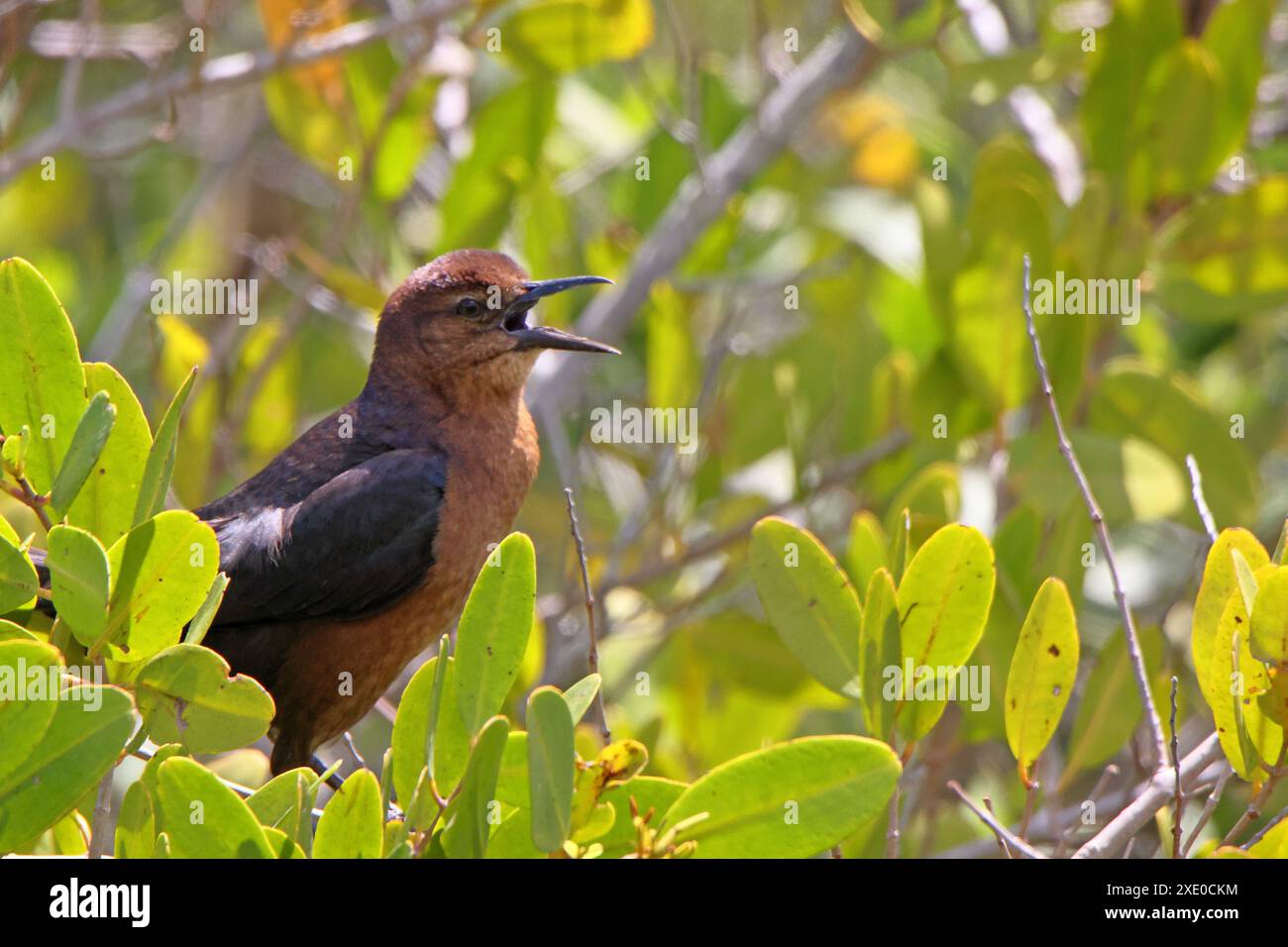 Grackle à queue de bateau Quiscalus Major femelle chantant dans un buisson de mangrove Banque D'Images