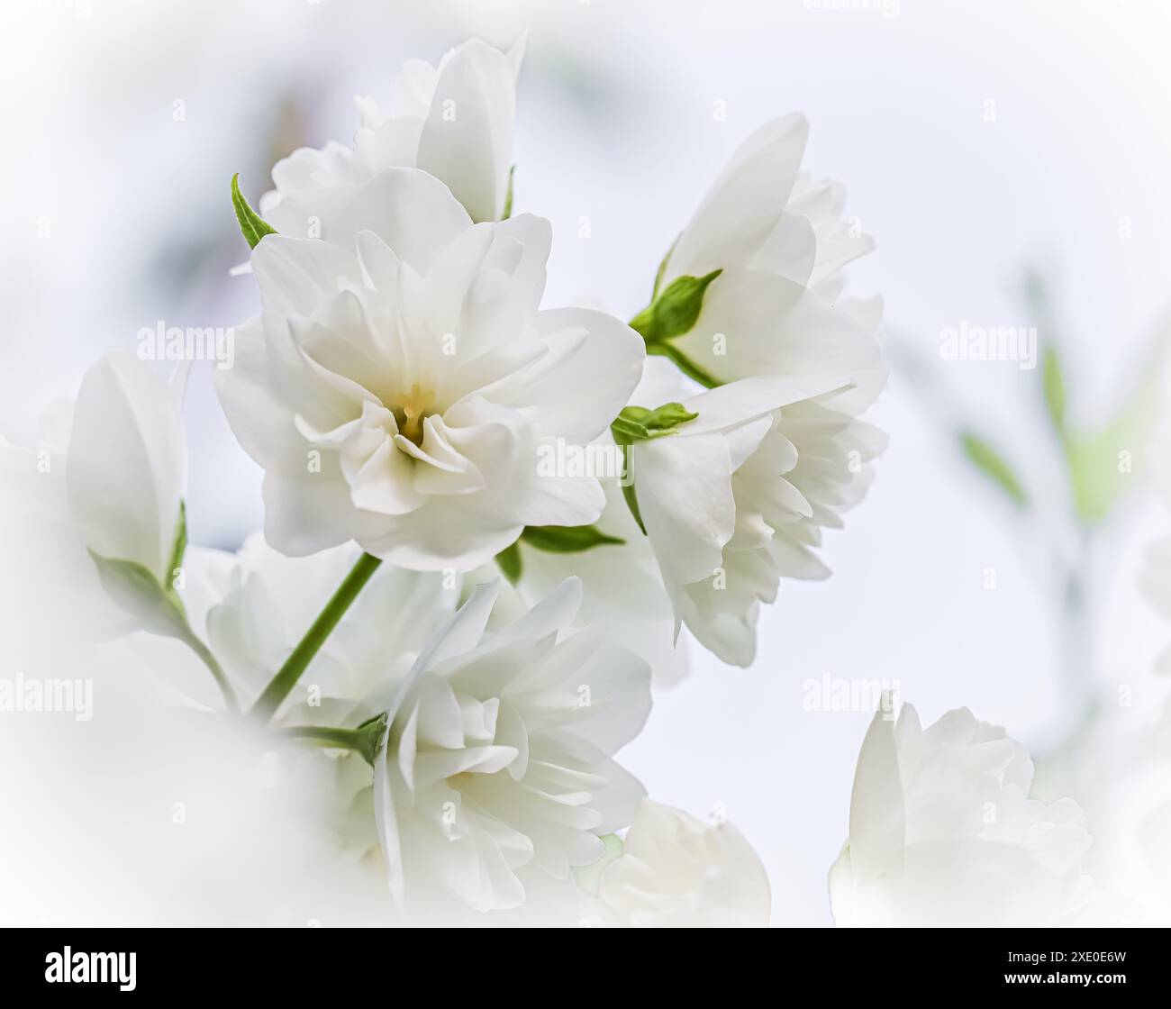 Pétales de fleurs de jasmin en éponge blanc. Macro fond floral pour la conception de marque de vacances Banque D'Images