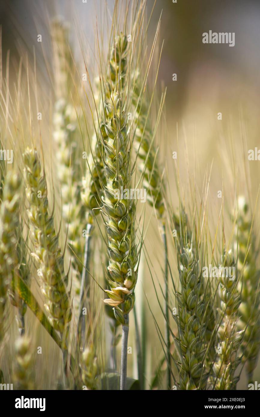 Gros plan sur les épis de blé vert. Photo verticale du grain mûrissant sur les plantations agricoles. Banque D'Images