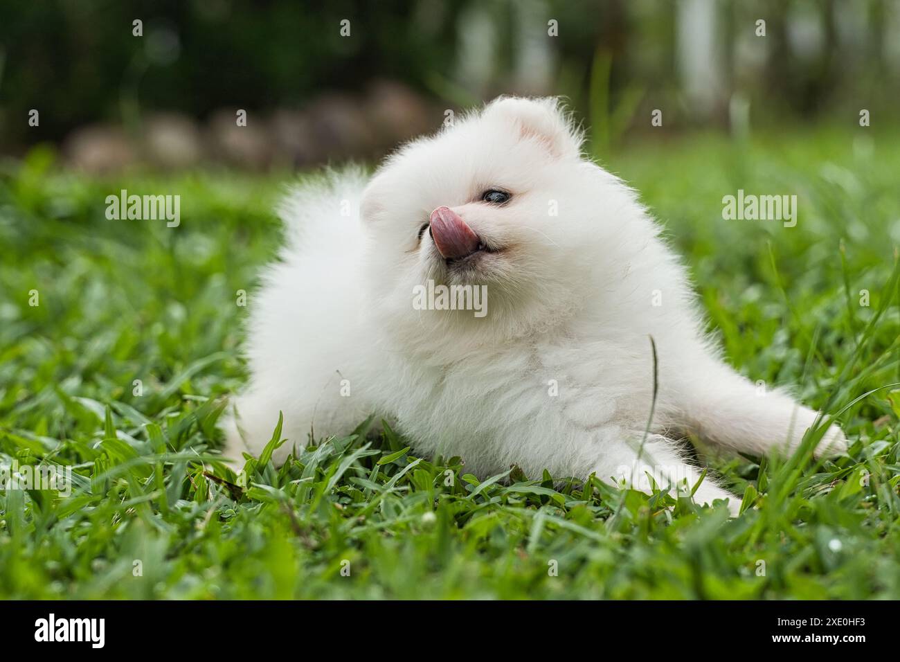 Chien blanc de 2 mois Poméranie jouant dans l'herbe verte, léchant son bruit Banque D'Images