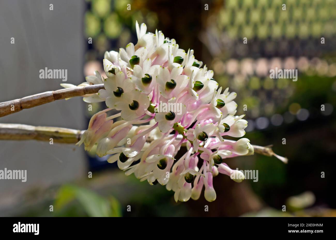 Orchidées sur jardin tropical (Dendrobium smilliae) Banque D'Images