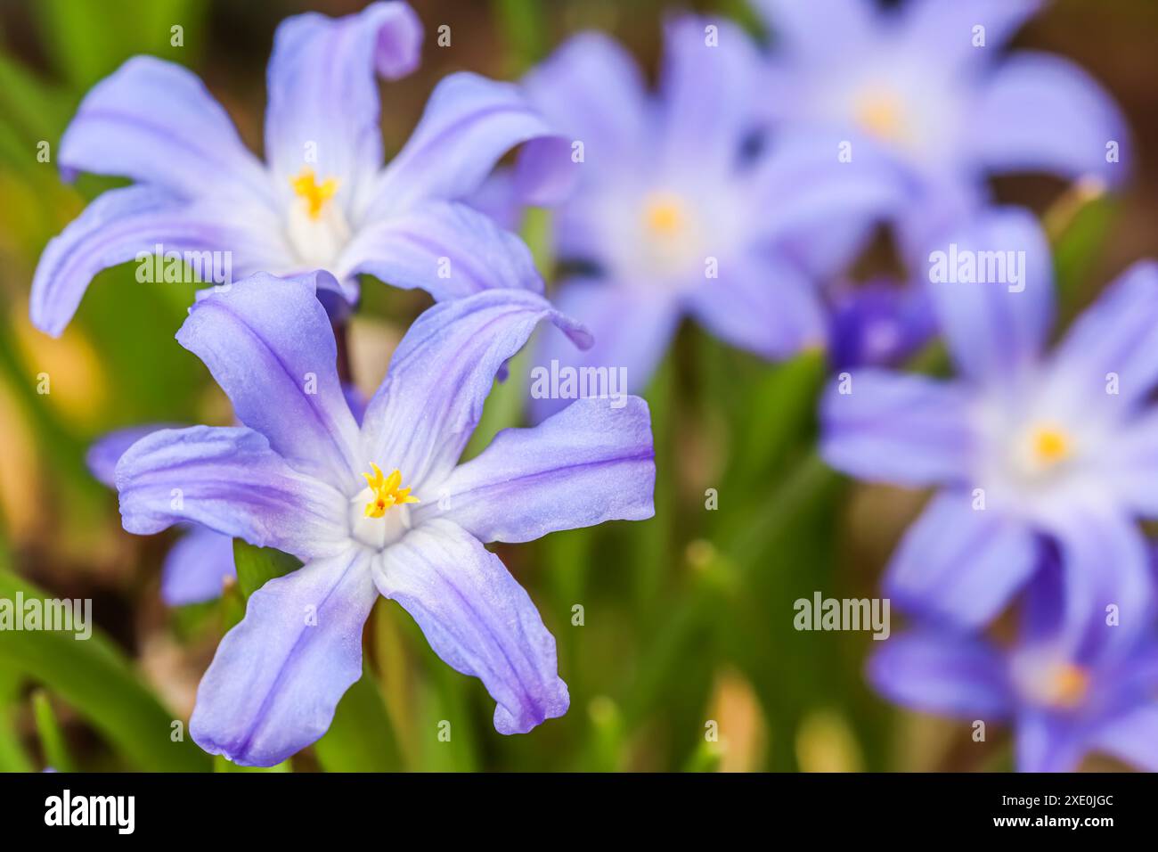 Floraison de belles fleurs bleues de Chionodoxa dans le jardin de printemps Banque D'Images