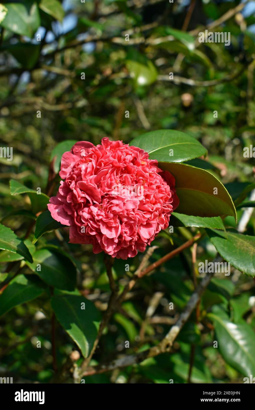 Fleur de camélia rose (Camellia japonica) sur le jardin Banque D'Images