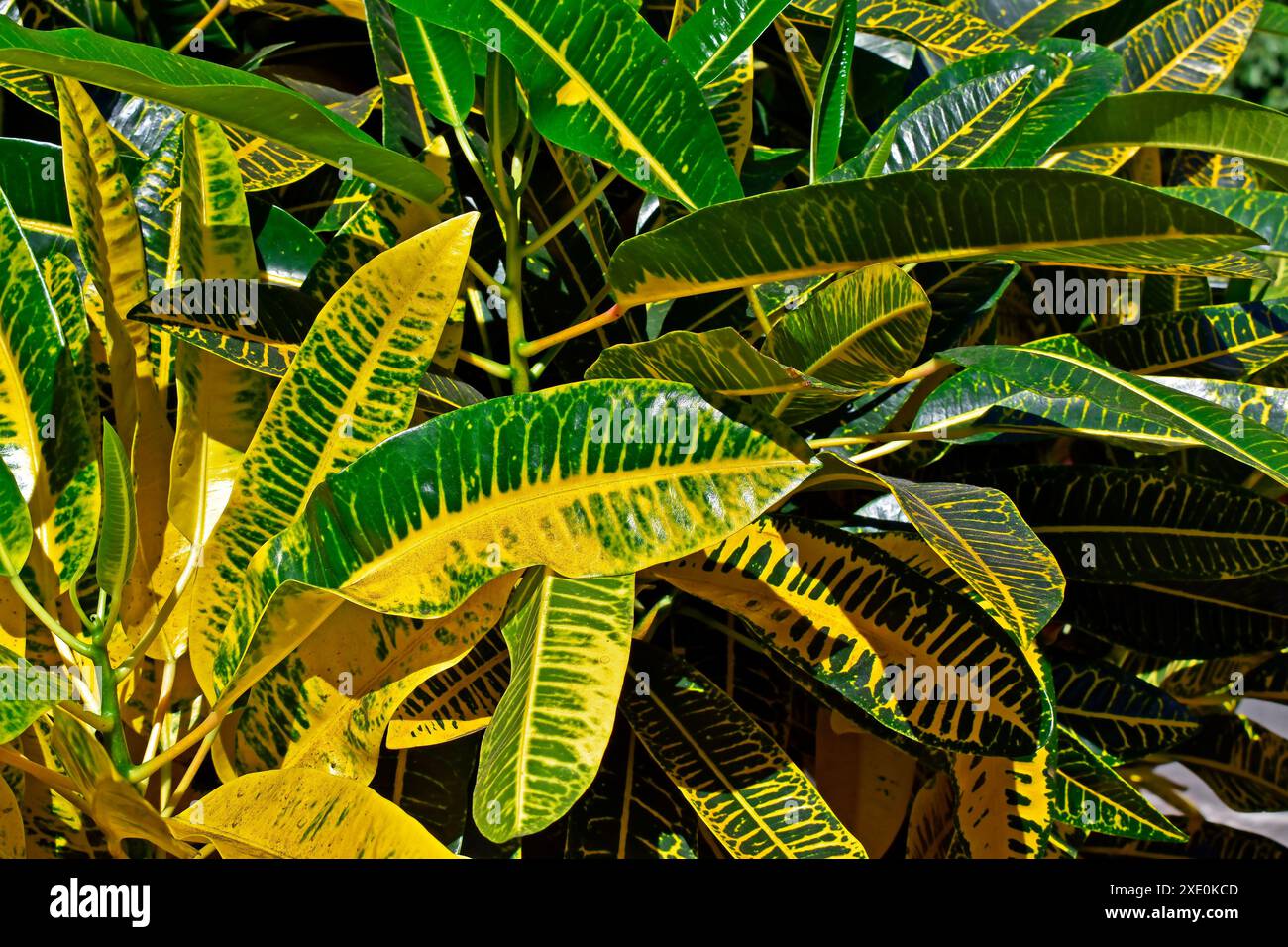 Croton vert et jaune (Codiaeum variegatum 'Harvest Moon') dans le jardin Banque D'Images Croton vert et jaune (Codiaeum variegatum 'Harvest Moon') dans le jardin Banque D'Images
