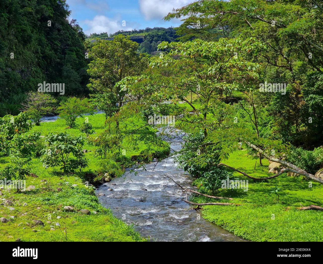 Panama, ville de Boquete, Caldera Creek. Paysage de jungle Banque D'Images