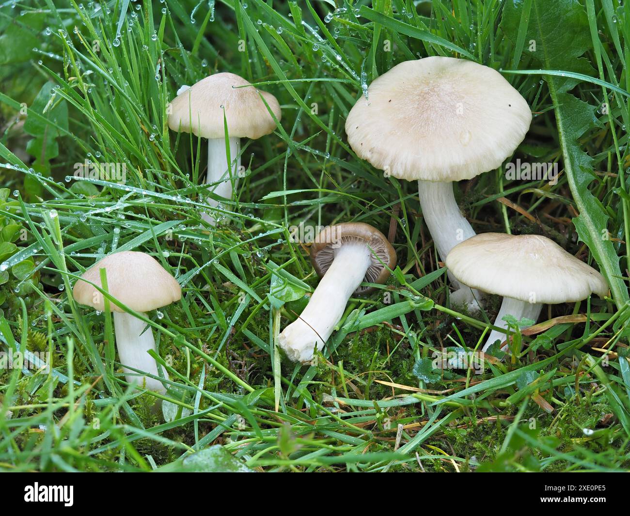 Champignon Pinkgill bouclier, Entoloma cypleatum Banque D'Images