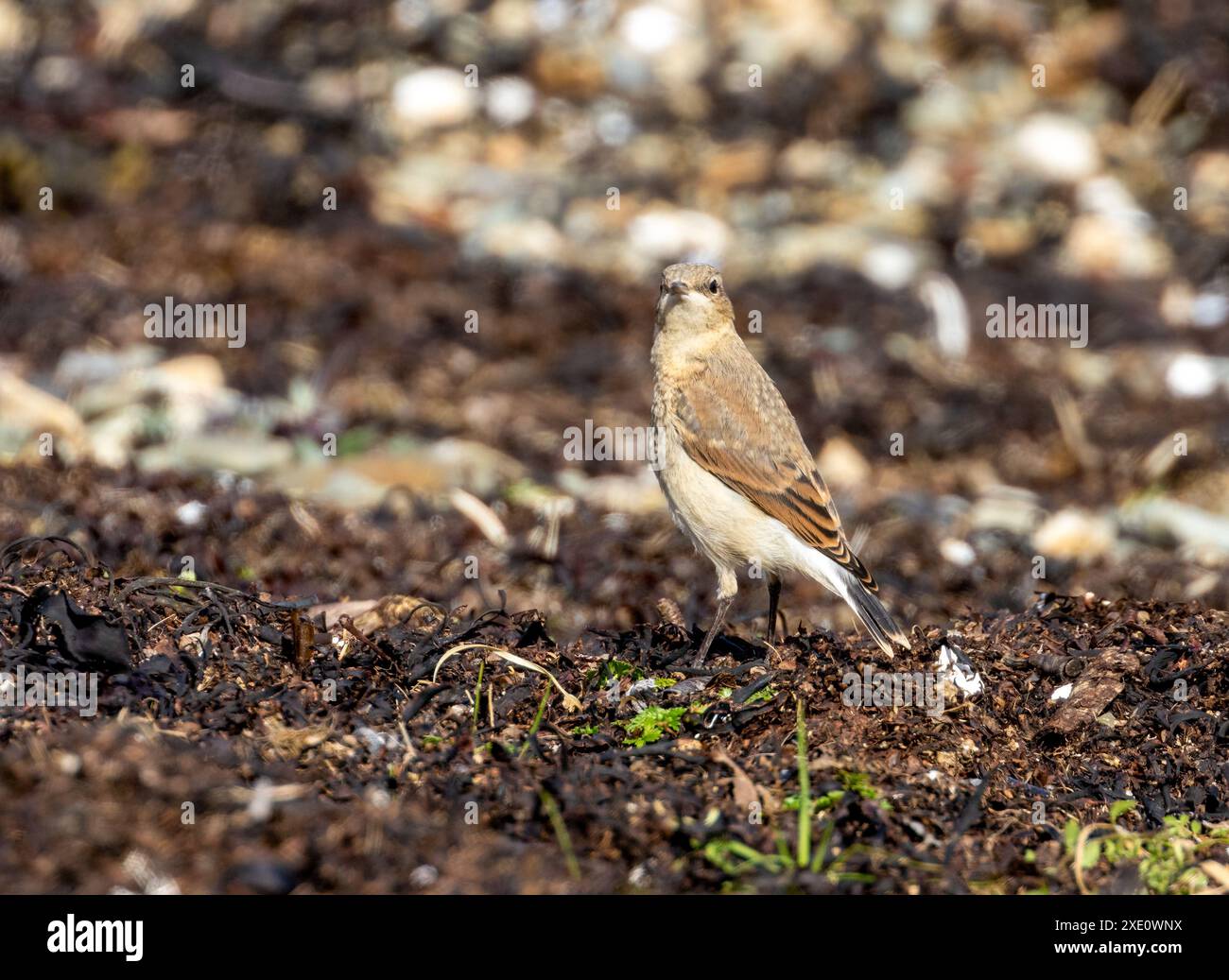 Oiseau wheatear femelle qui se nourrit au bord de l'eau Banque D'Images