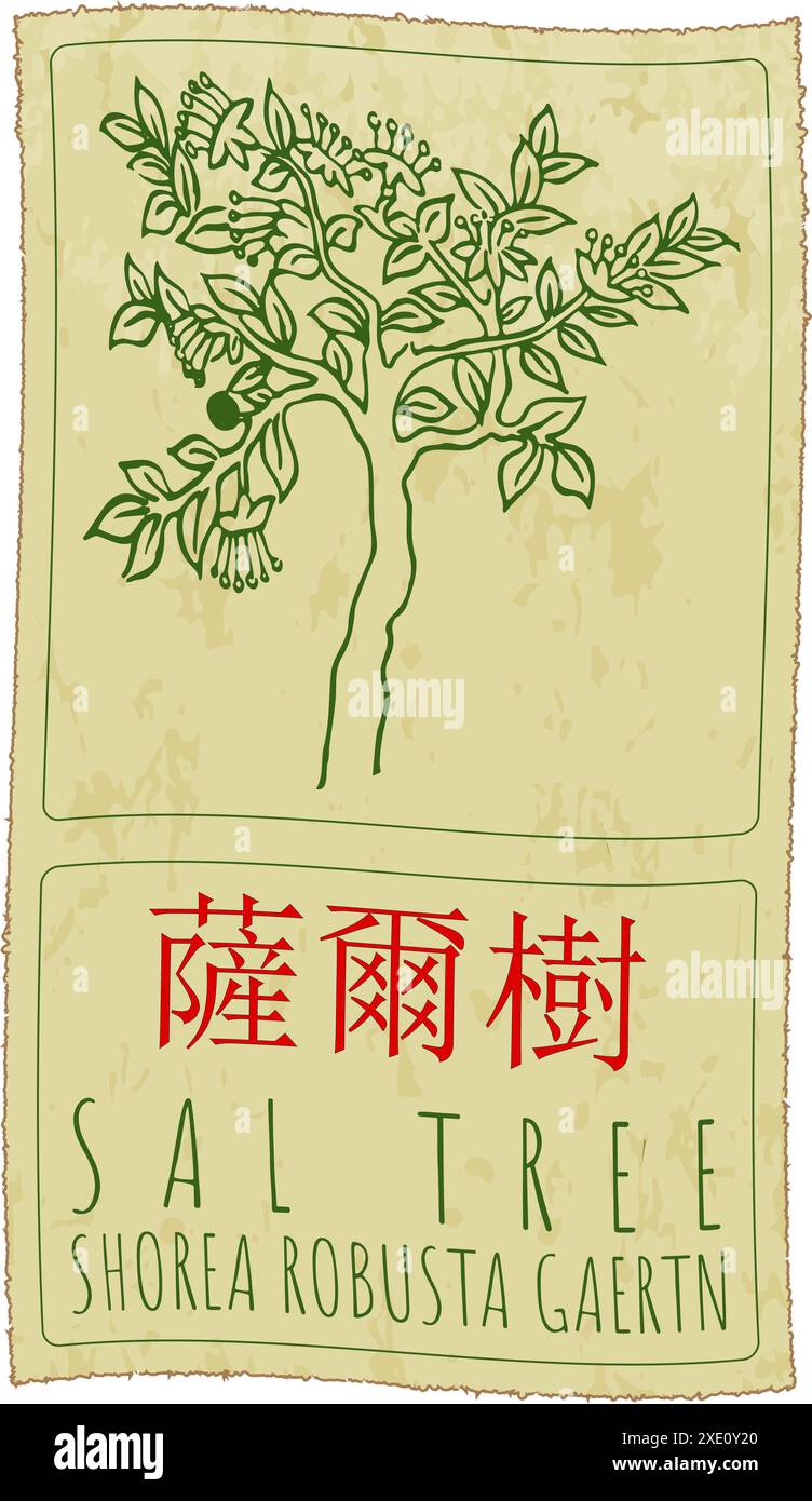 Vecteur dessin SAL ARBRE en chinois. Illustration dessinée à la main. Le nom latin est SHOREA ROBUSTA GAERTN. Illustration de Vecteur