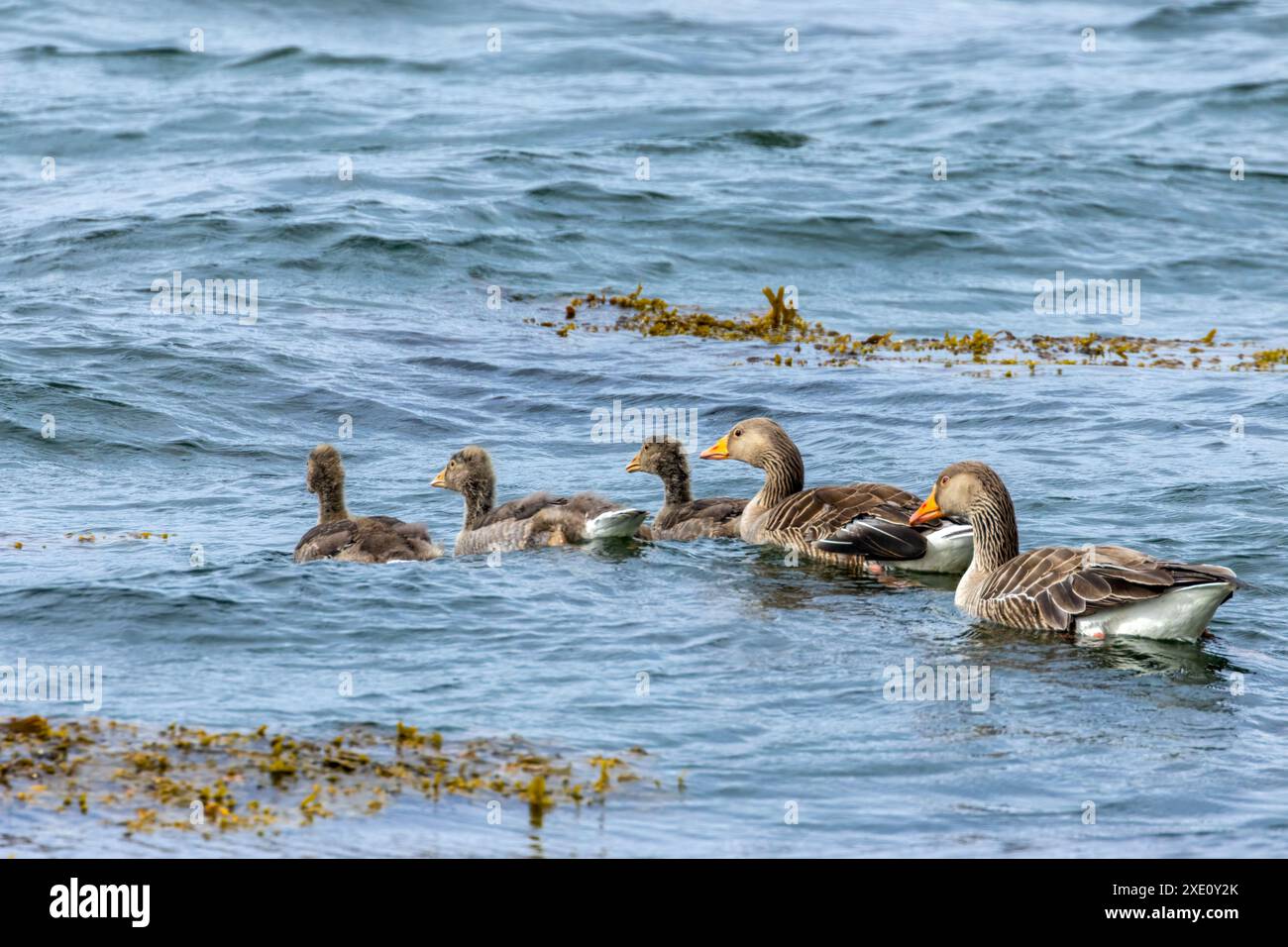 Famille d'oies de gris avec oisons nageant sur l'eau dans un loch Banque D'Images