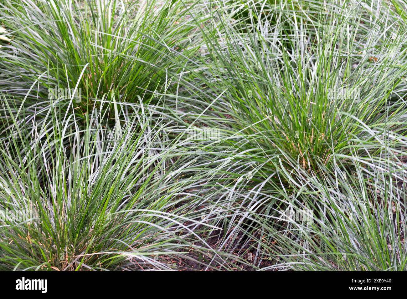 Pelouse tuftée Deschampsia cespitosa 'Tardiflora' Banque D'Images