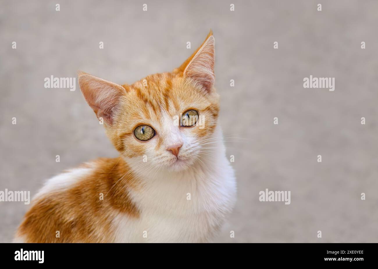 Mignon petit chaton chat, bicolore rouge tabby avec du blanc, regardant curieusement avec de beaux yeux, Grèce Banque D'Images