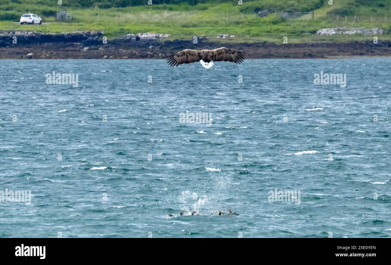 Aigle de mer à queue blanche plongeant au-dessus du loch pour attraper un poisson de gris dans l'eau Banque D'Images