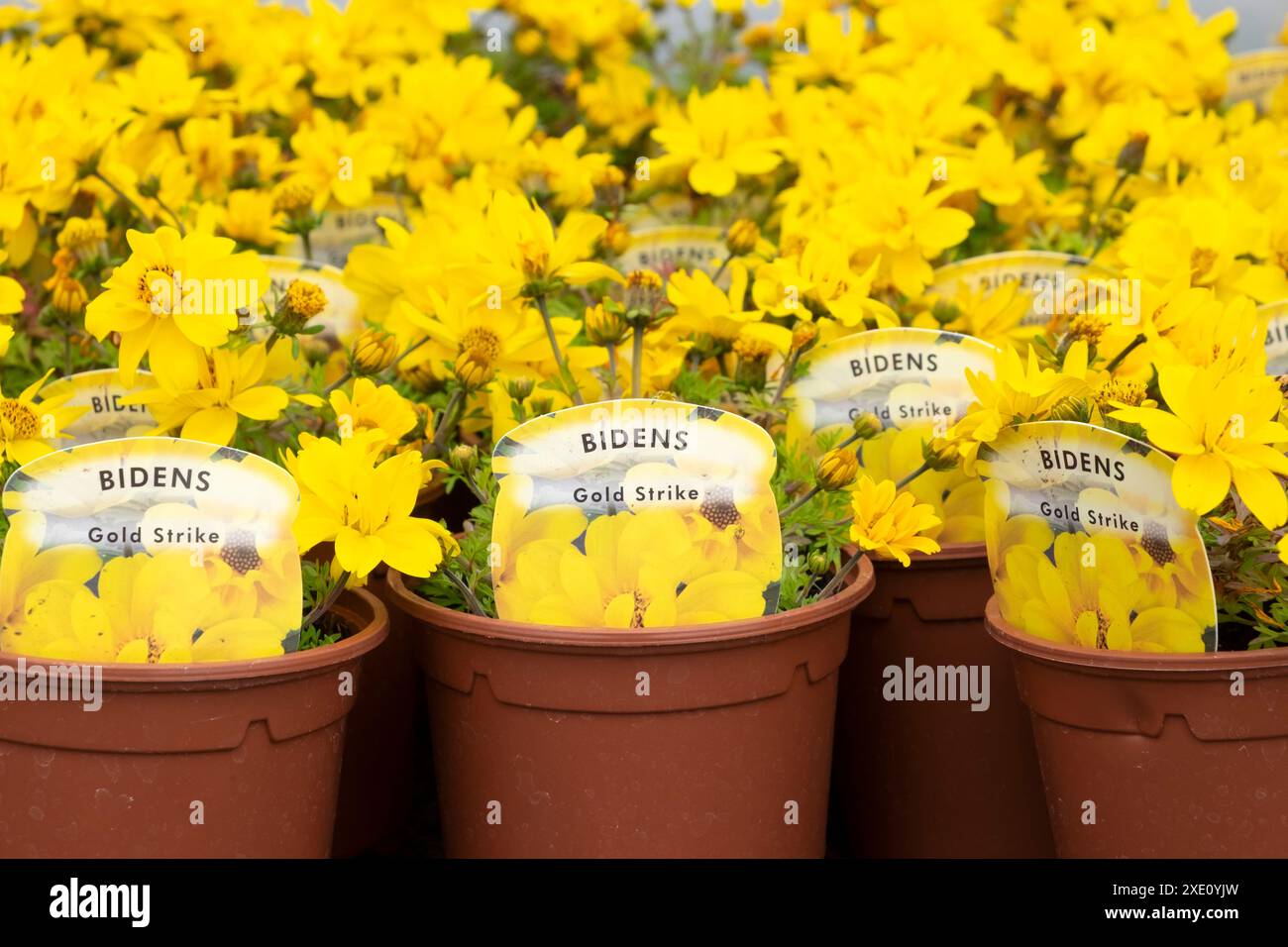 Bidens Biden Gold Strike plantes mexicaines jaunes poussant avec des étiquettes à vendre dans de petits pots en plastique dans une pépinière commerciale pays de Galles UK 2024 KATHY DEWITT Banque D'Images