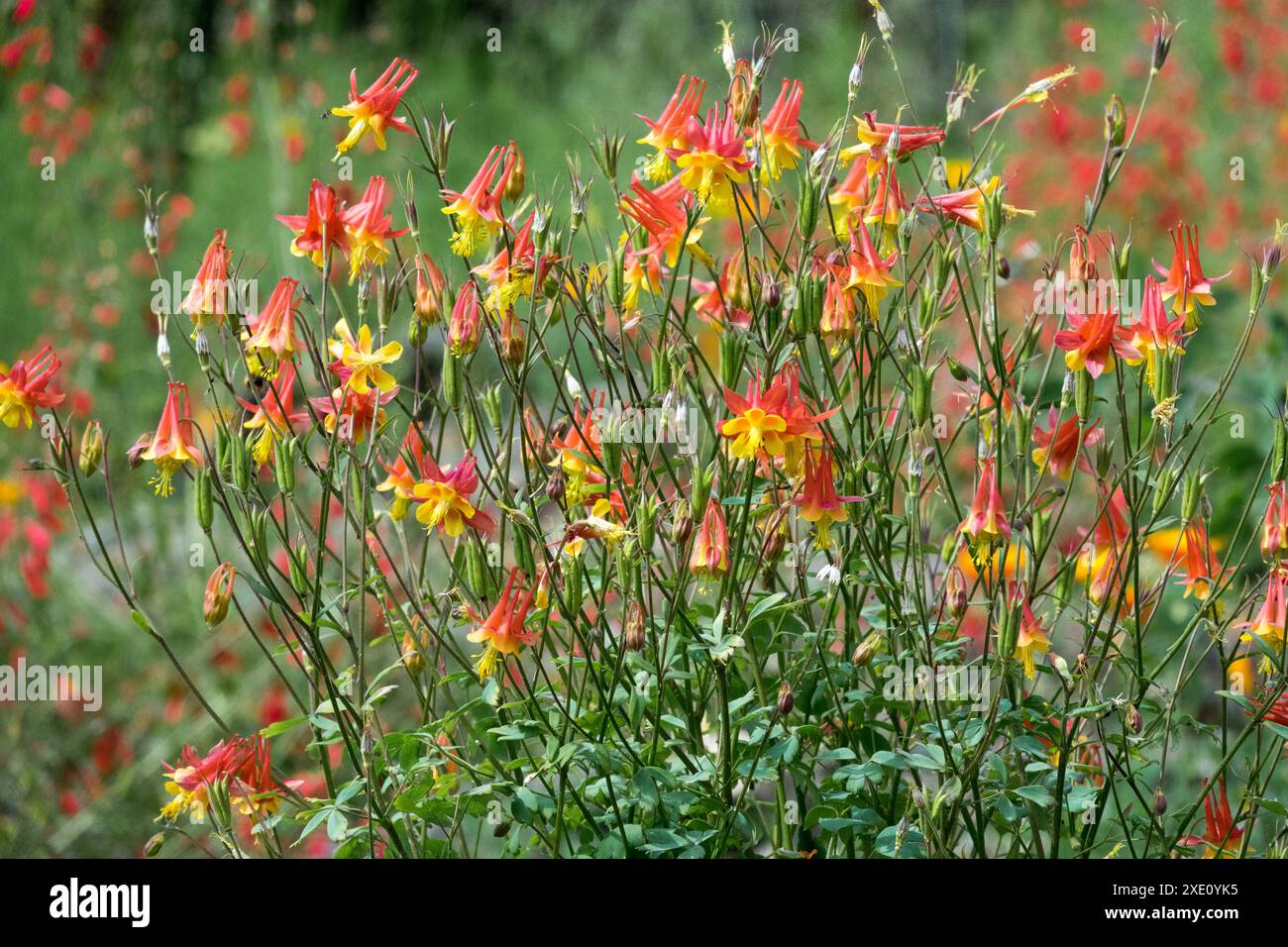 WESTERN Red Columbine Aquilegia elegantula fleurs rouge jaune orange Banque D'Images