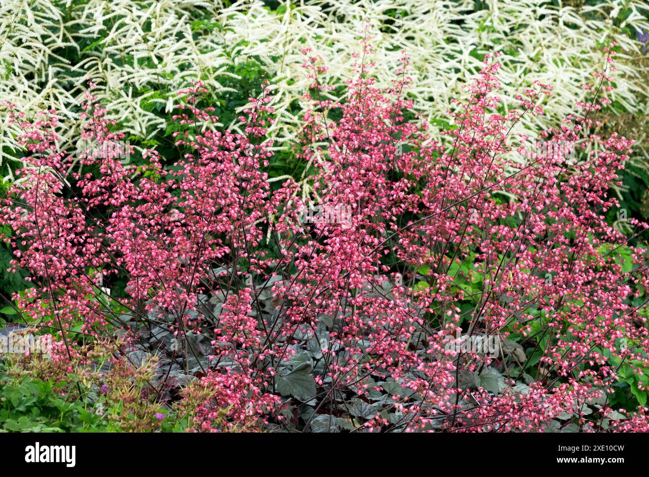 Plante Coral Bells Heuchera 'Regina' Goatsbeard Aruncus Johannifest Banque D'Images