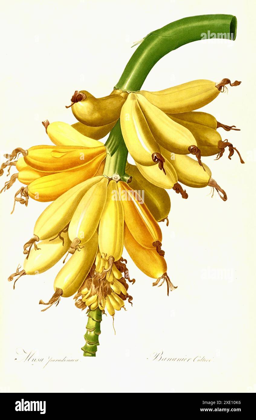 Pierre-Joseph redouté - bananes - 1805-1816 Banque D'Images