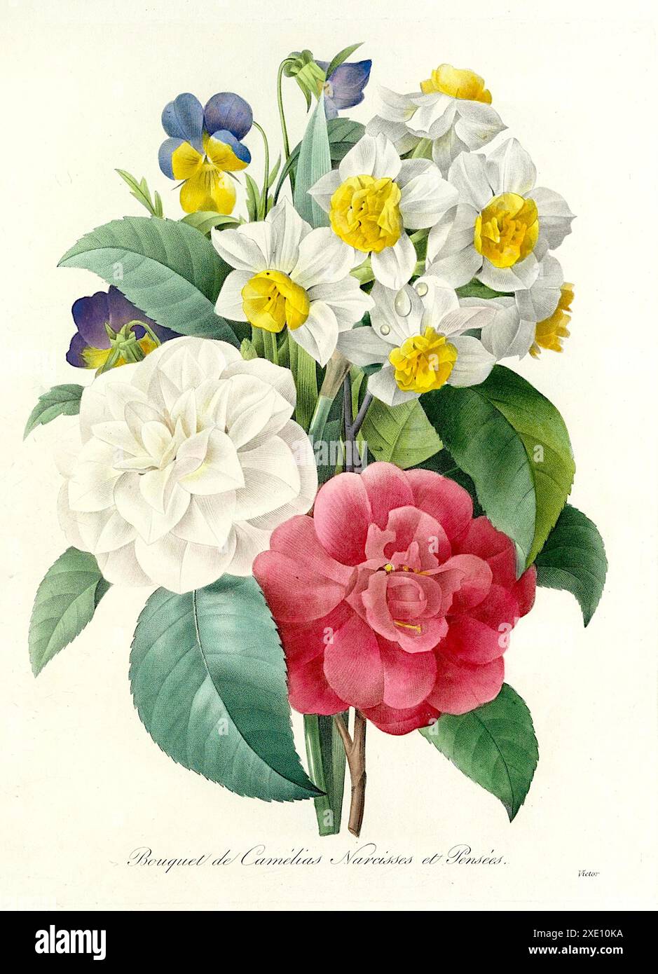 Pierre-Joseph redouté - bouquet de camélias, jonquilles et pansies - 1827 Banque D'Images
