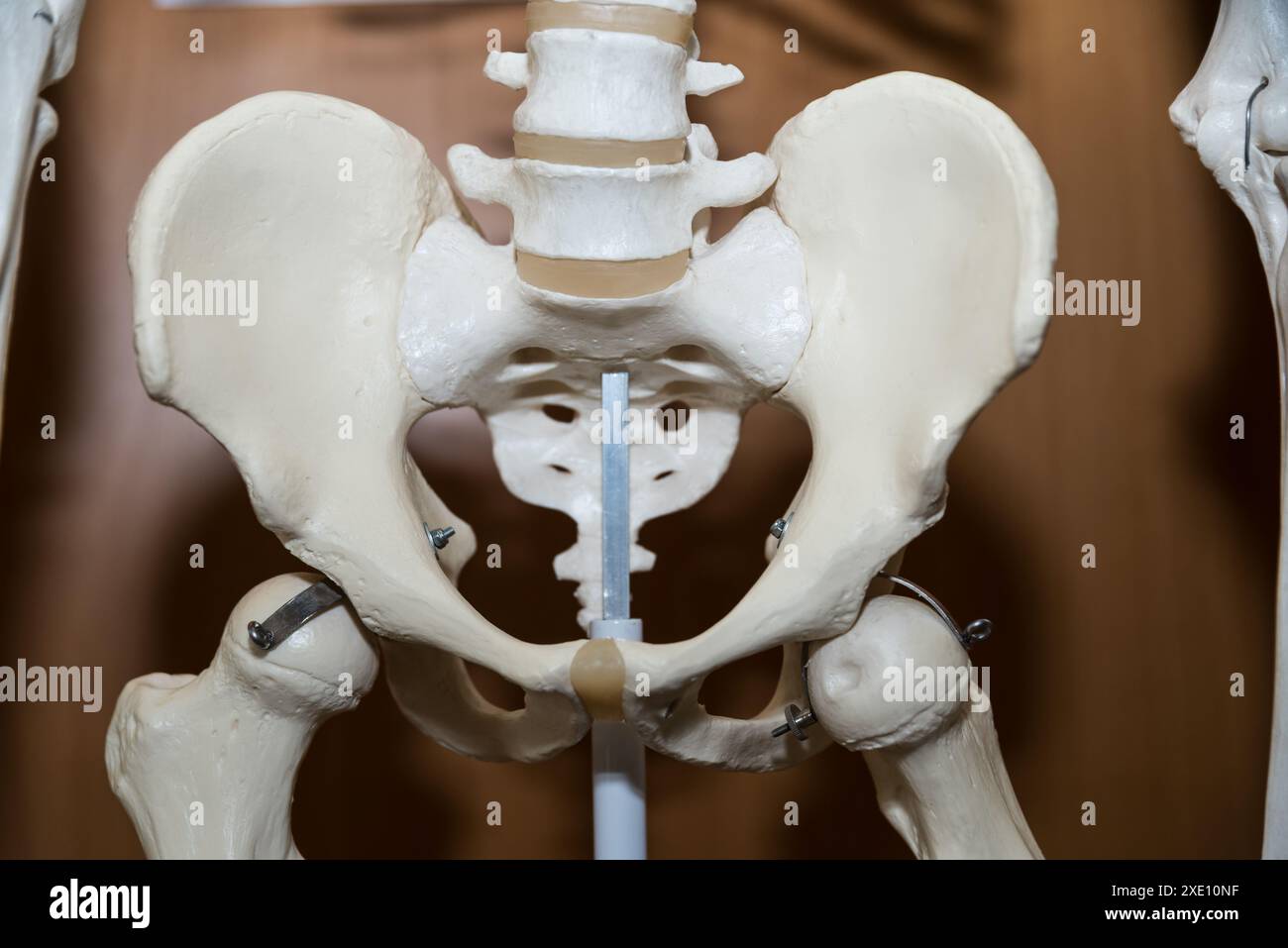 Anatomie squelette - hanche, modèle médical squelette de hanche Banque D'Images