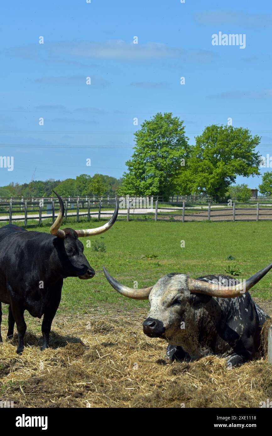 Aurochs Banque D'Images