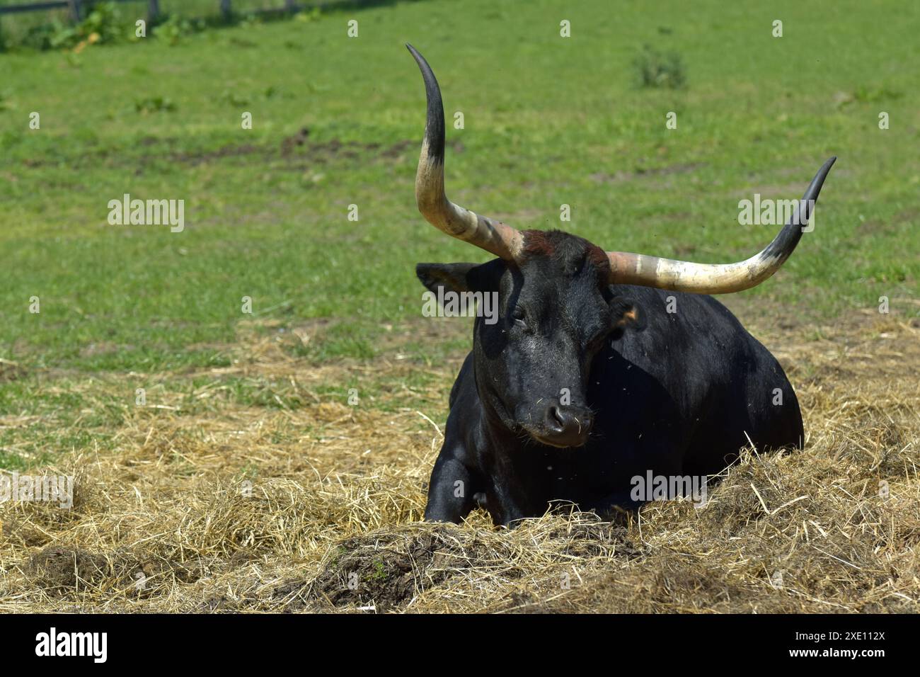 Aurochs Banque D'Images