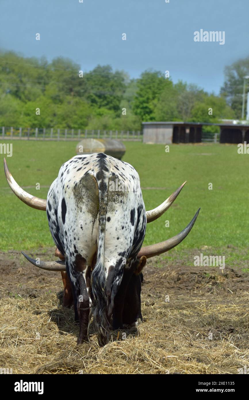 Aurochs Banque D'Images