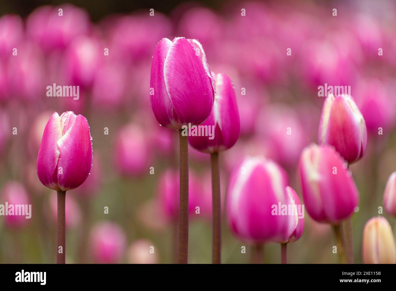 Belles tulipes roses dans un parterre de fleurs, gros plan Banque D'Images