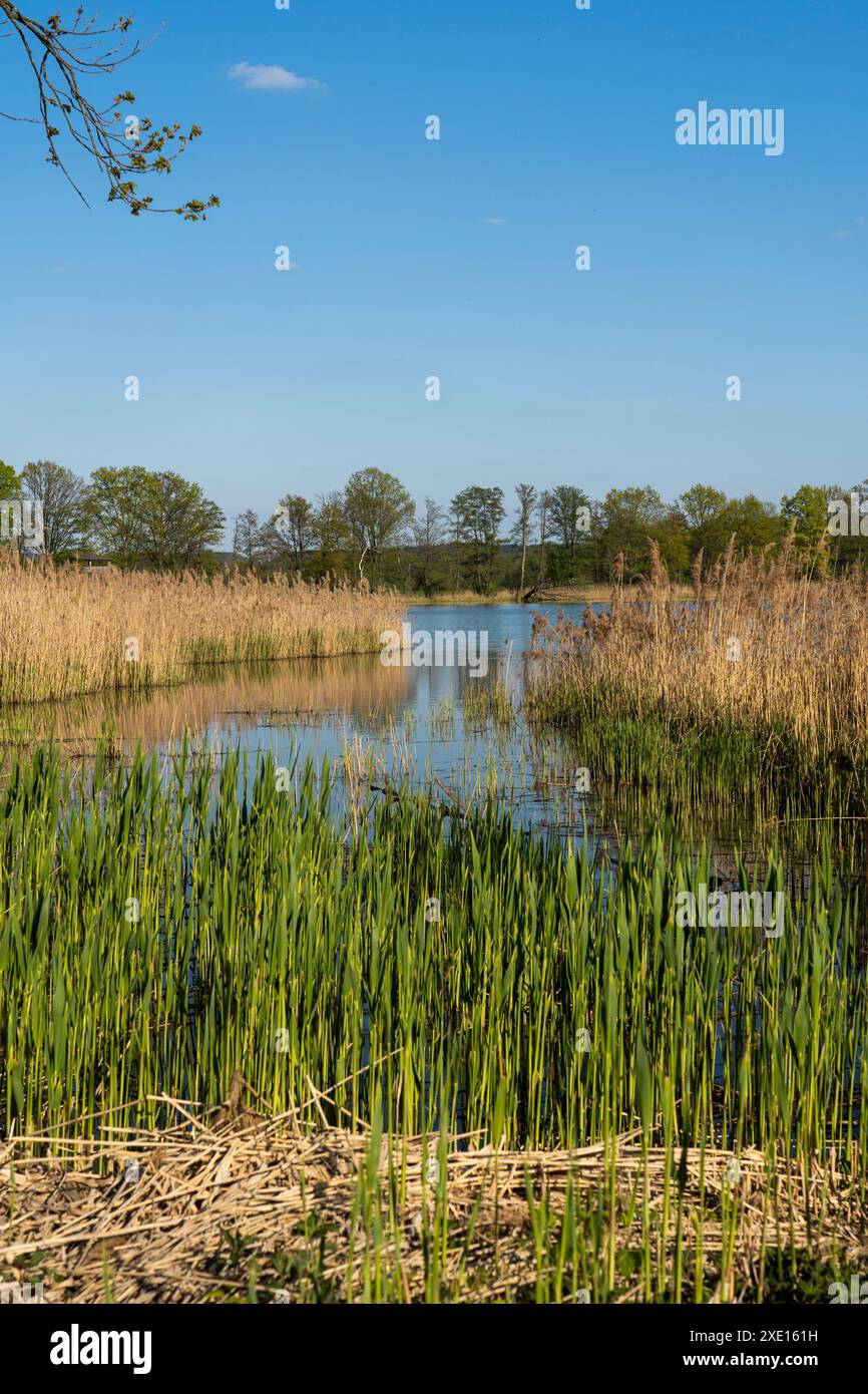 Réserve de biosphère du paysage de la haute-Lusace et de l'étang, région de l'étang Guttau 2 Banque D'Images